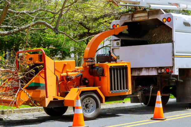 Best Tree Preservation Services  in Margate City, NJ