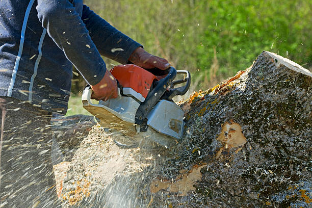 How Our Tree Care Process Works  in Margate City, NJ